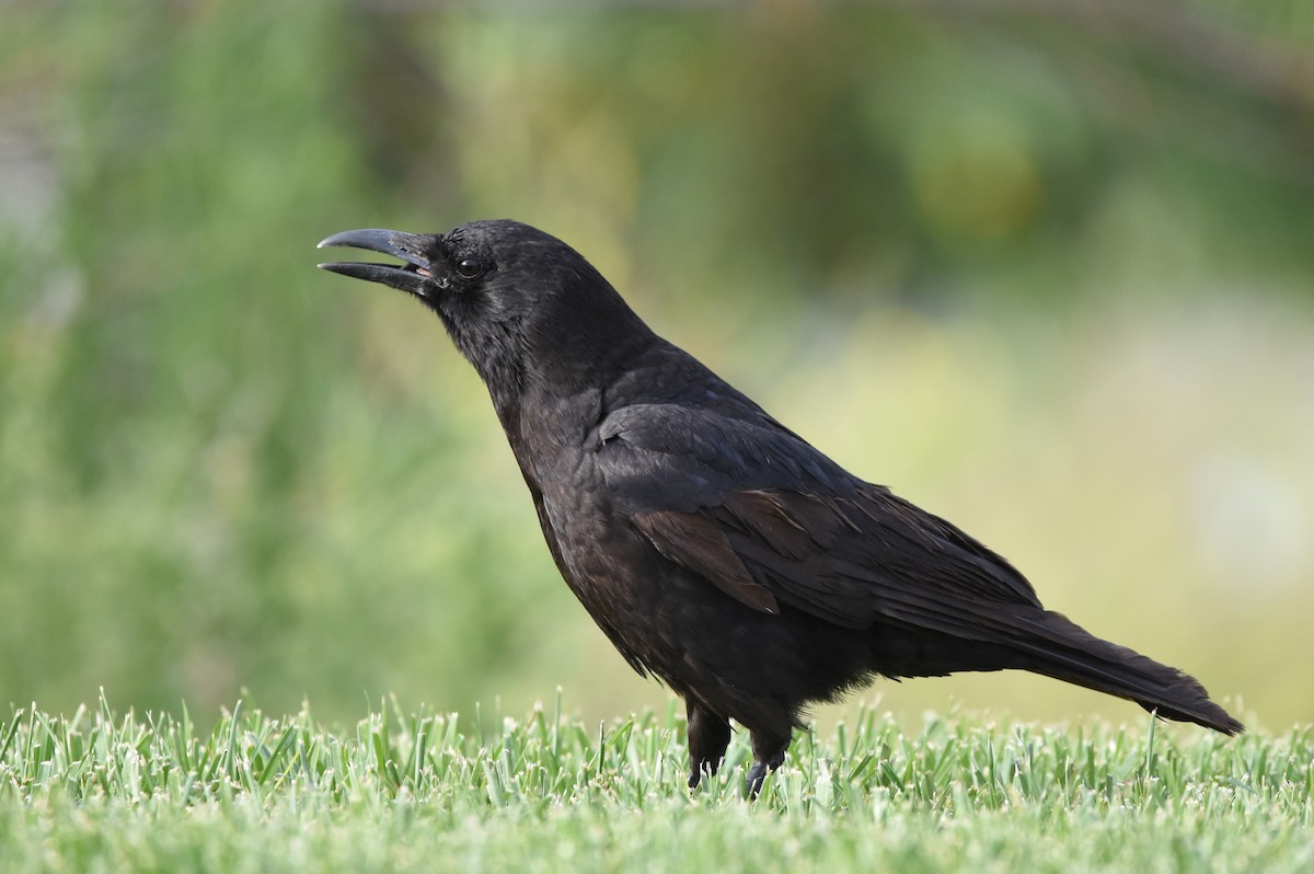 American Crow - Christopher Lindsey