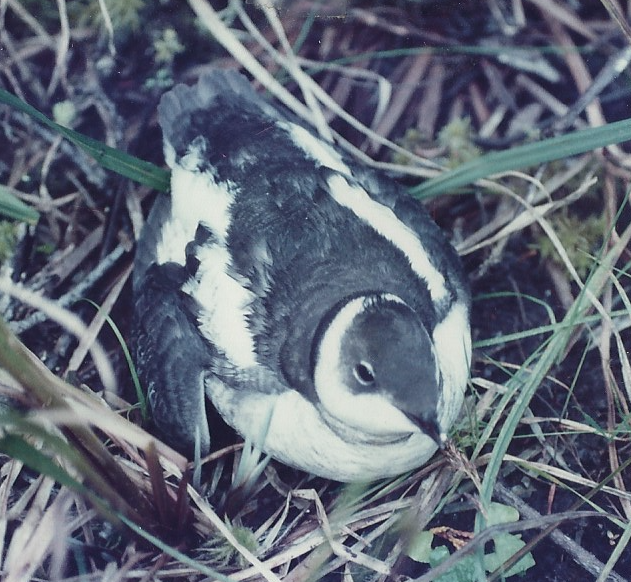 Marbled Murrelet - Hoonah Area Records