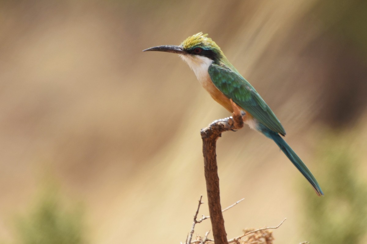 Somali Bee-eater - Sara Newman