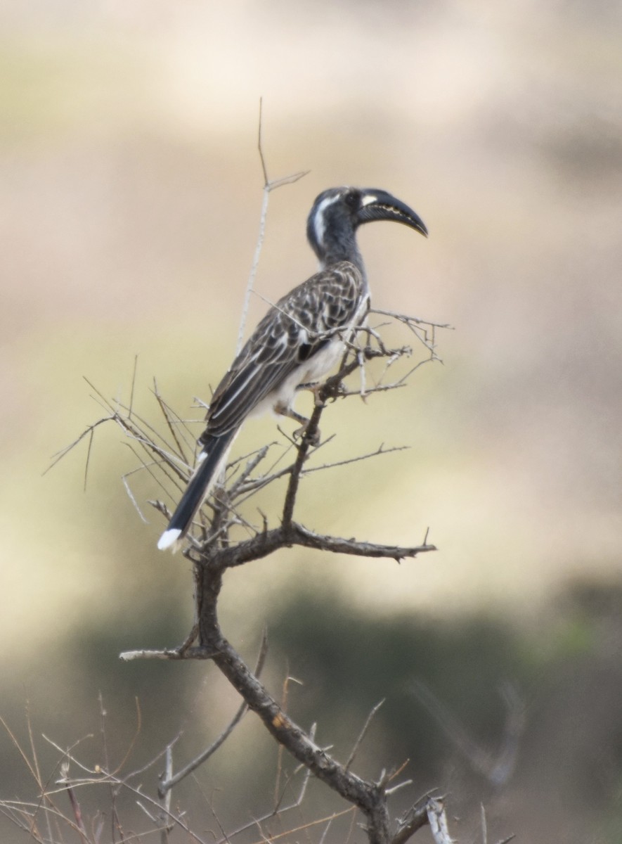 African Gray Hornbill - Sara Newman