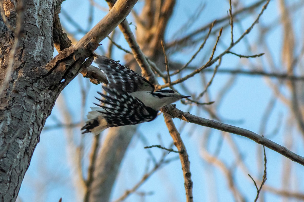 Hairy Woodpecker (Eastern) - Will  Britton