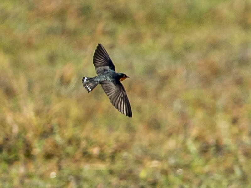 Hill Swallow - Bopanna  Pattada
