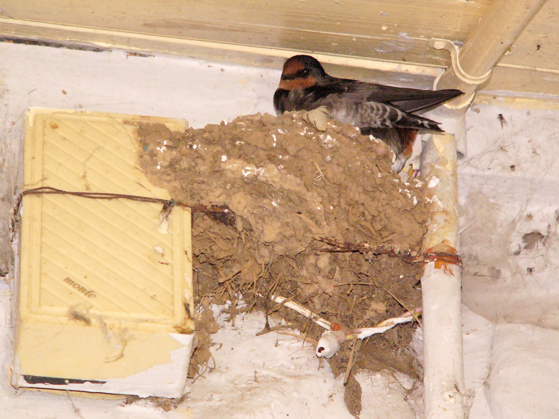 Hill Swallow (House Swallow) - eBird