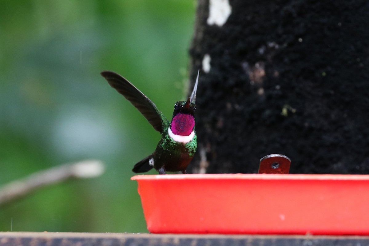 kolibřík bělolímcový - ML149972941