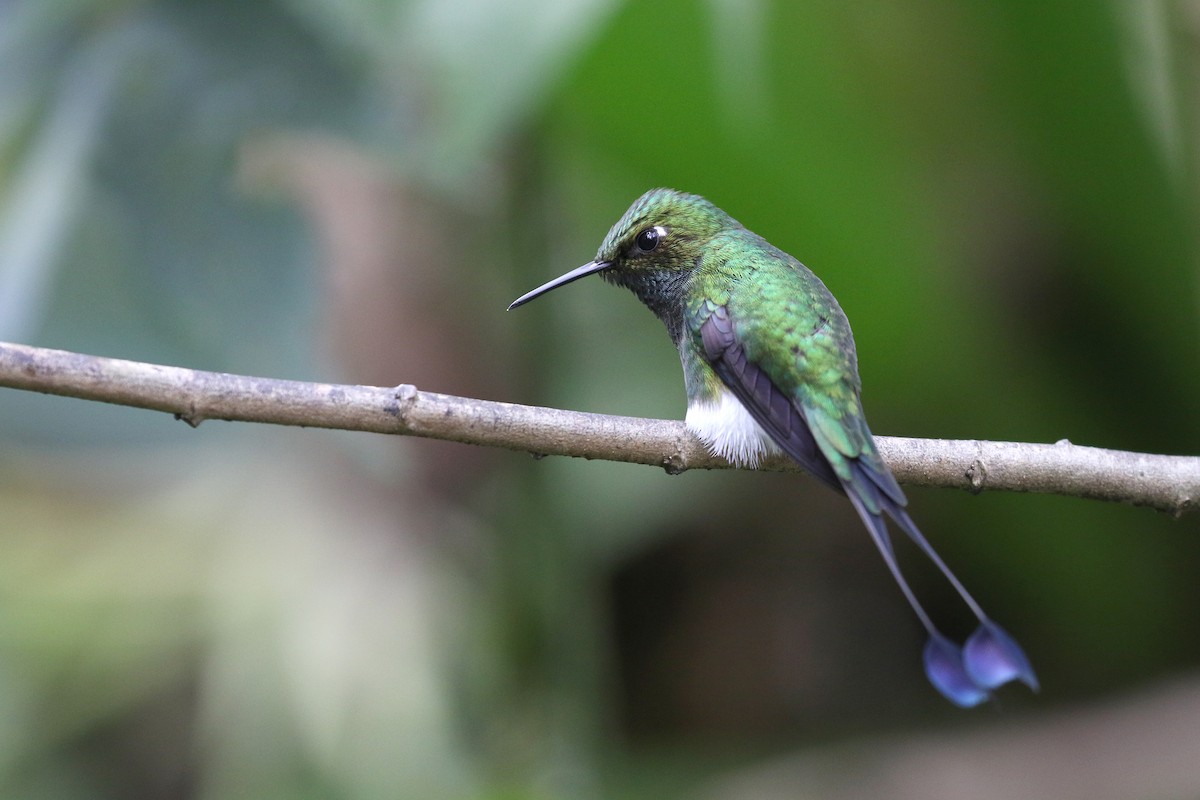 White-booted Racket-tail - ML149973011