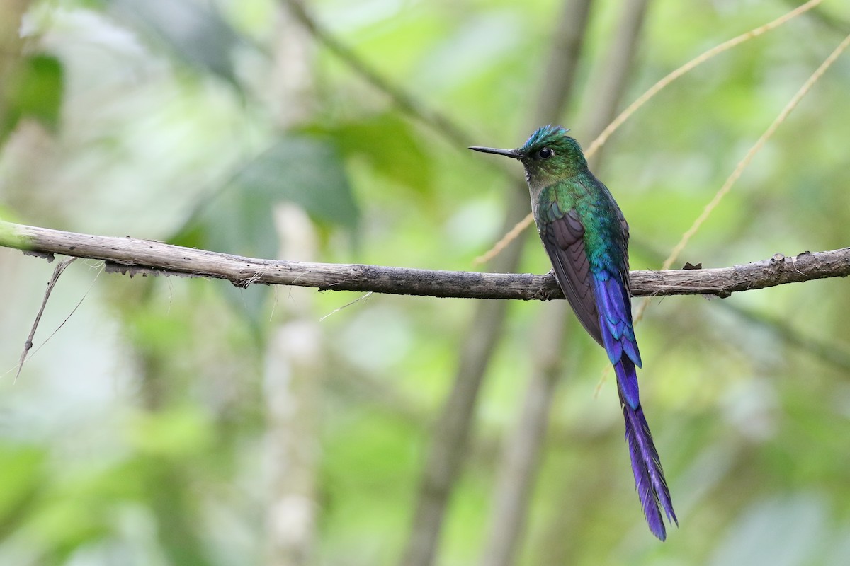 Violet-tailed Sylph - ML149973071