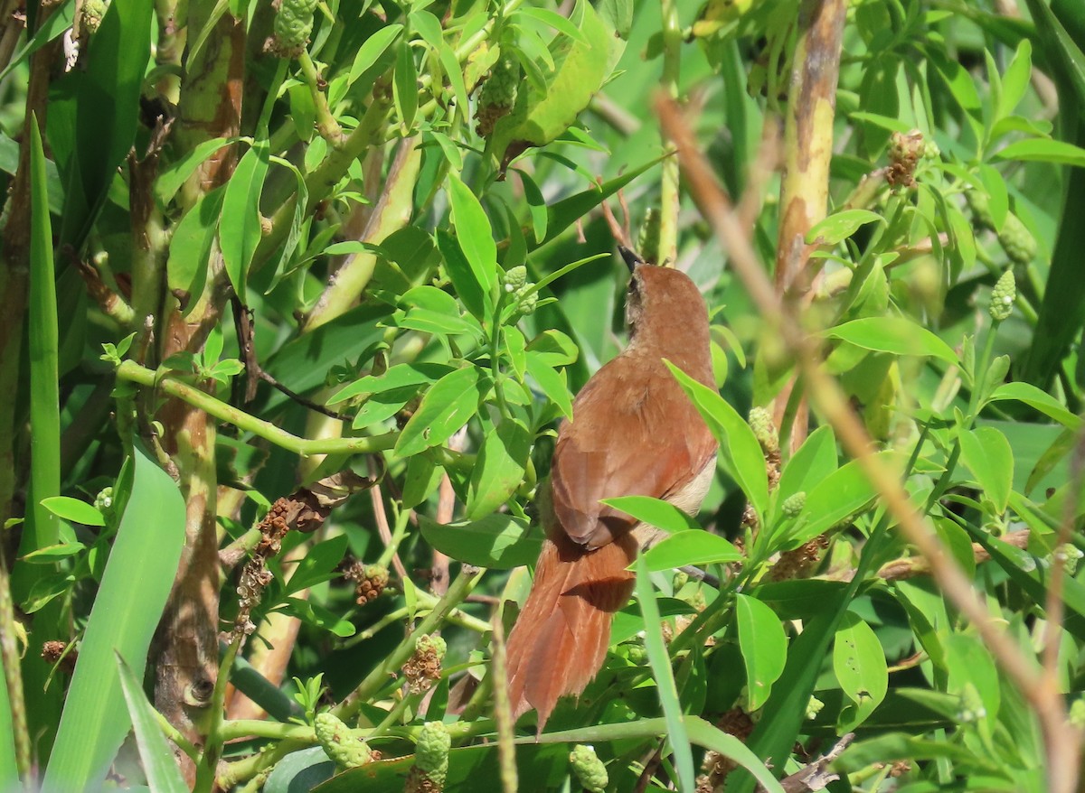 Yellow-chinned Spinetail - Nancy Miller
