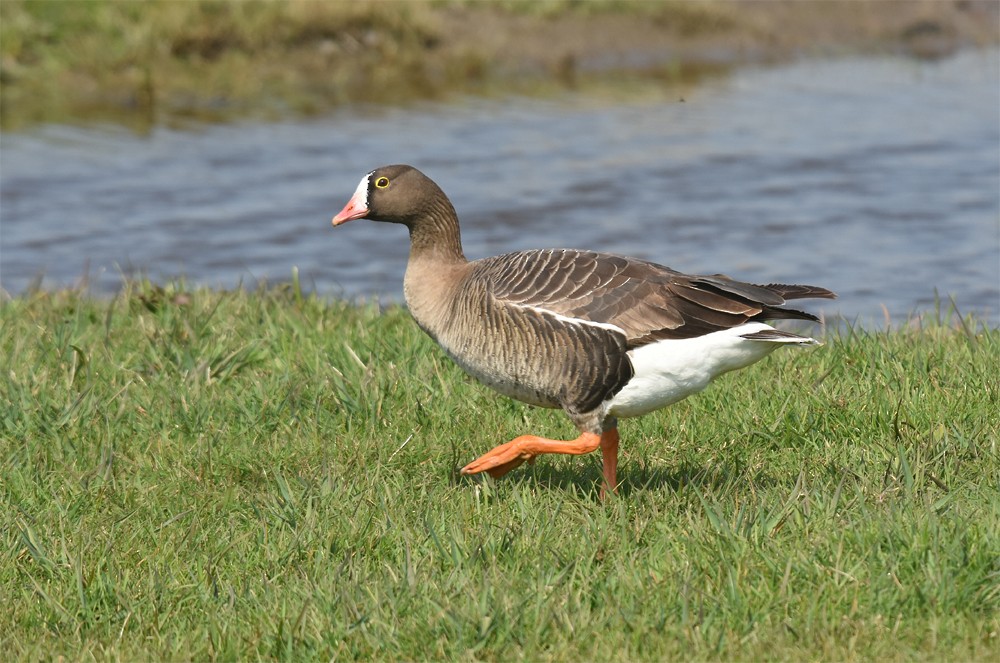 Lesser White-fronted Goose - ML149975911