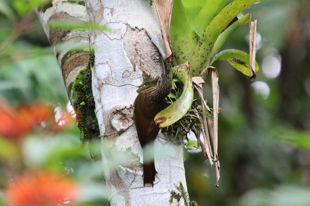 Spotted Woodcreeper - ML149975921