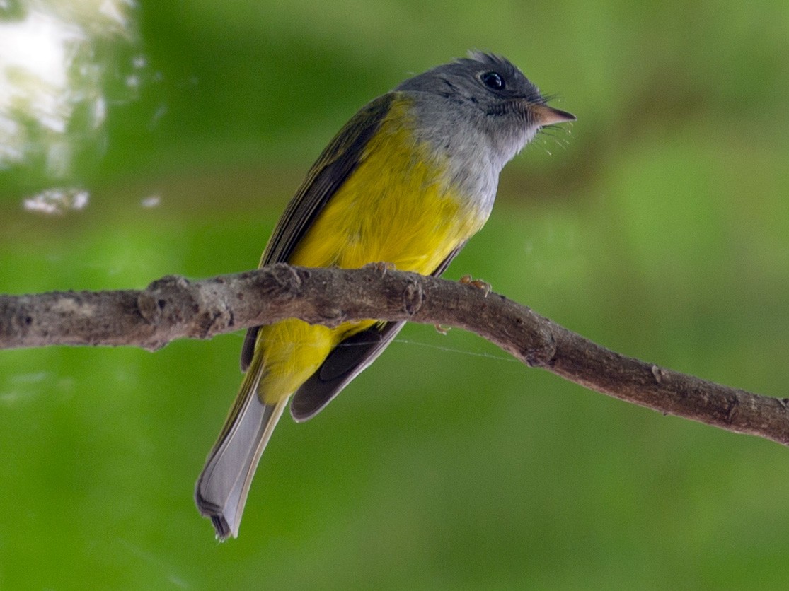 Gray-headed Canary-Flycatcher - Vichaya Auvichayapat