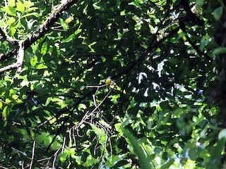  - Gray-headed Canary-Flycatcher