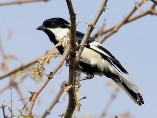 White-naped Tit (Pied Tit) - eBird