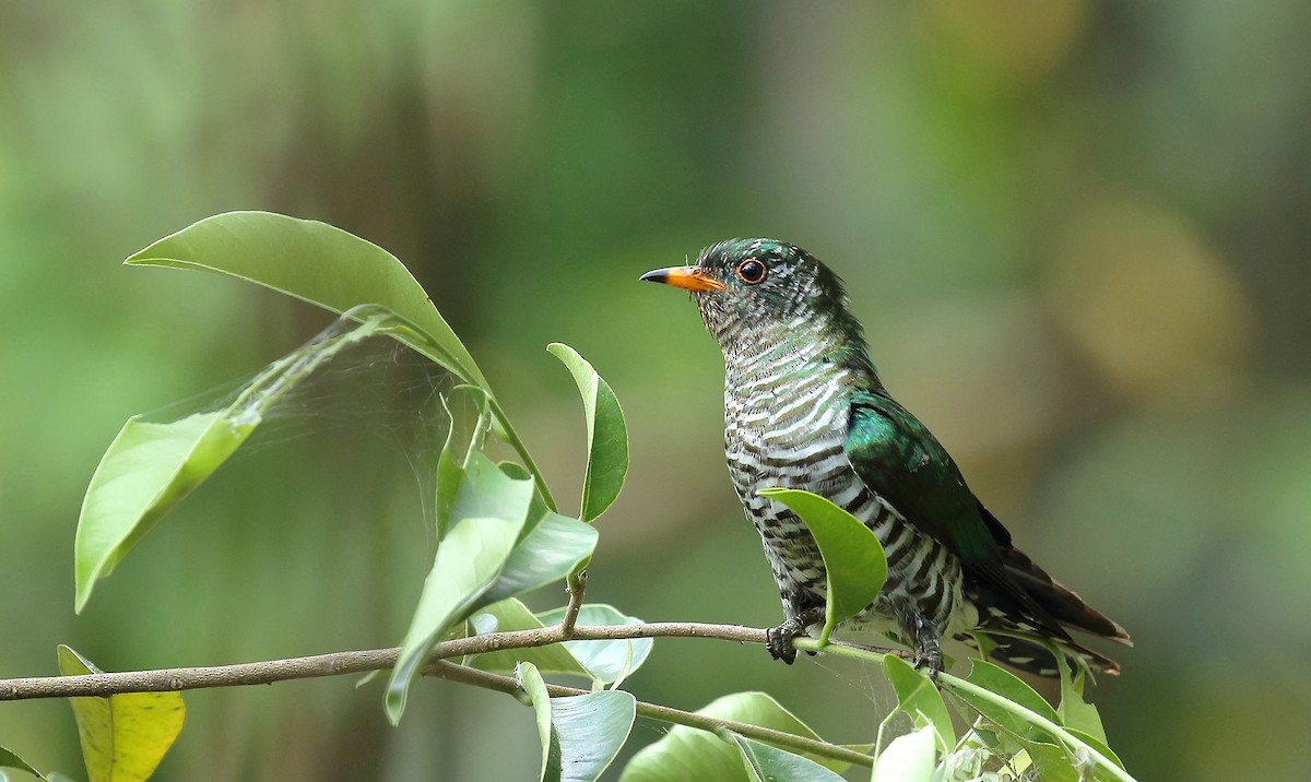Asian Emerald Cuckoo - Rui-Yang Ho