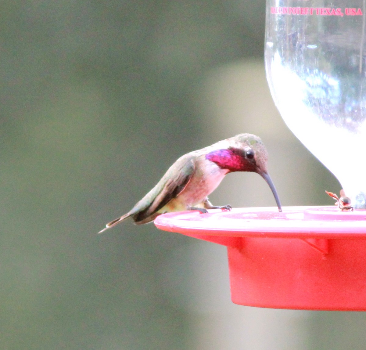 Lucifer Hummingbird - Uday Sant