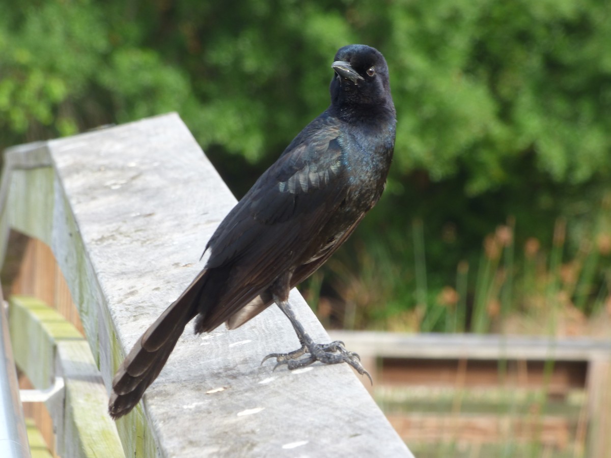 Boat-tailed Grackle - ML149978481