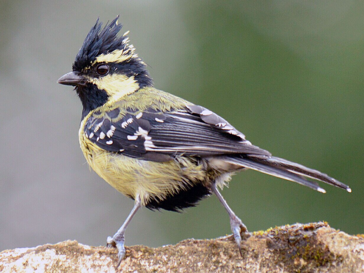 Indian Yellow Tit - Renuka Vijayaraghavan