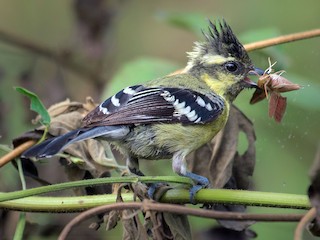 Молодая птица - Sahasrangshu Pal Choudhury - ML149978801