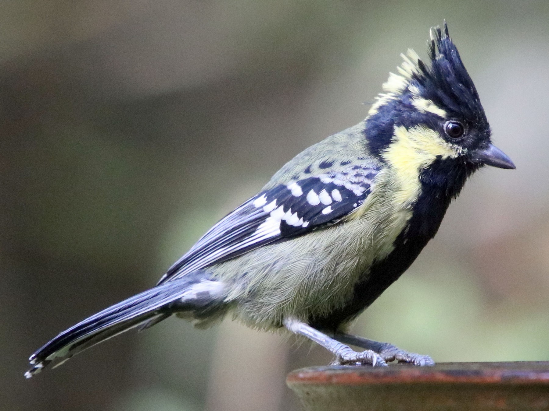 Indian Yellow Tit Ebird 