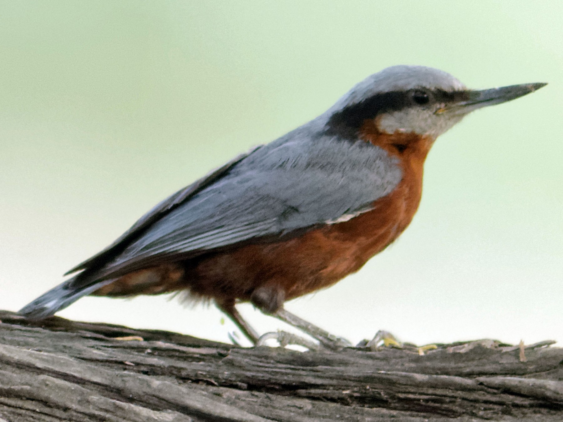 Indian Nuthatch - Able Lawrence