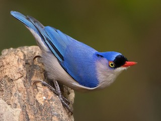  - Velvet-fronted Nuthatch