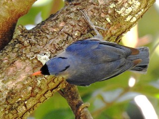  - Velvet-fronted Nuthatch
