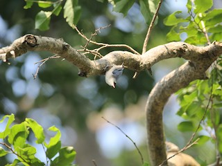  - Velvet-fronted Nuthatch