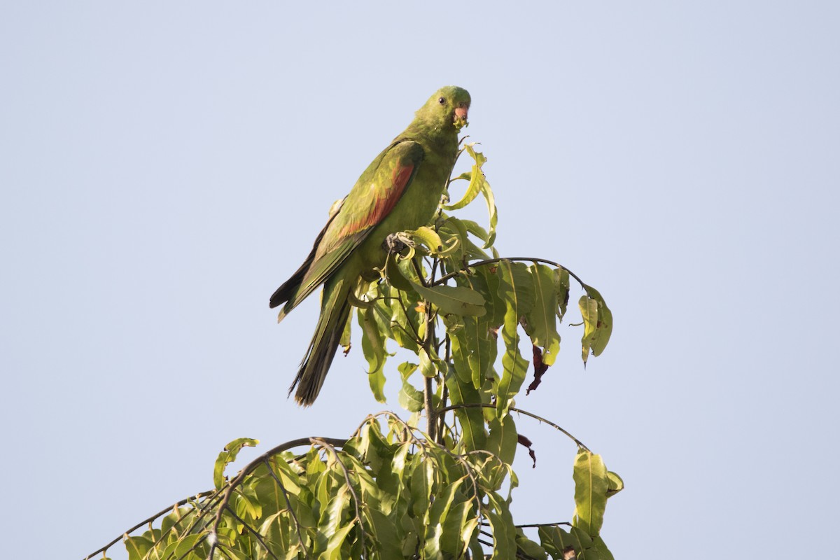 Red-winged Parrot - ML149983061