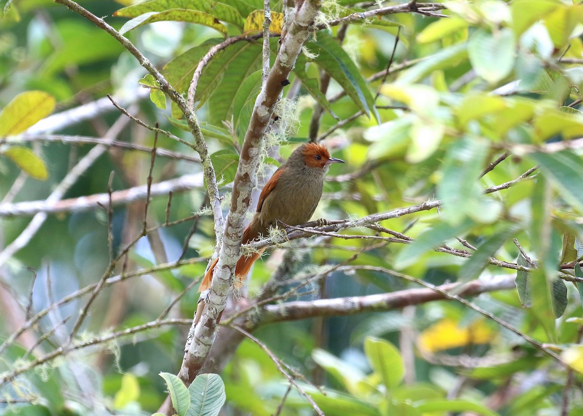 Red-faced Spinetail - ML149983711