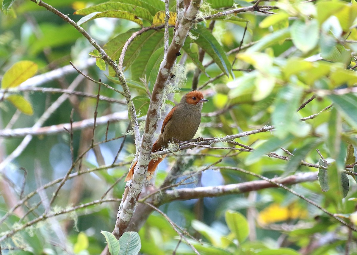 Red-faced Spinetail - ML149983721