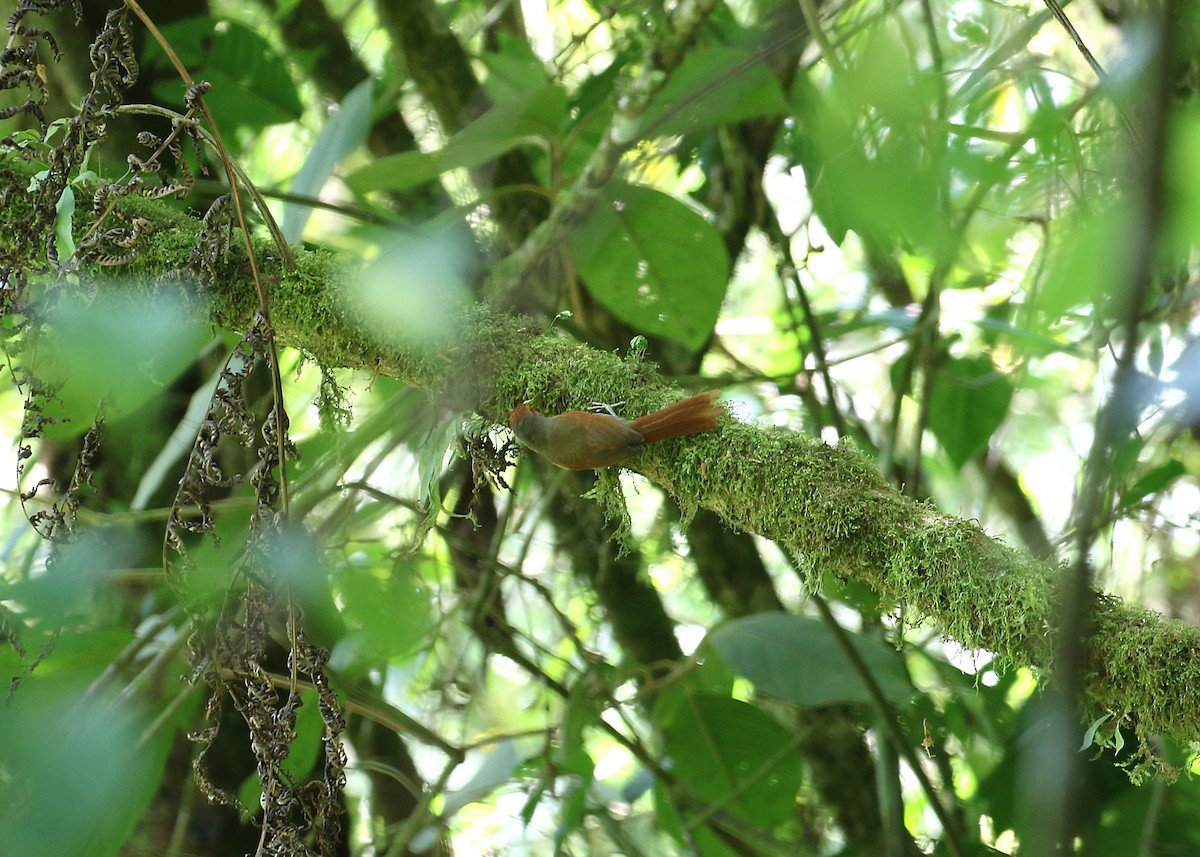 Red-faced Spinetail - ML149983731