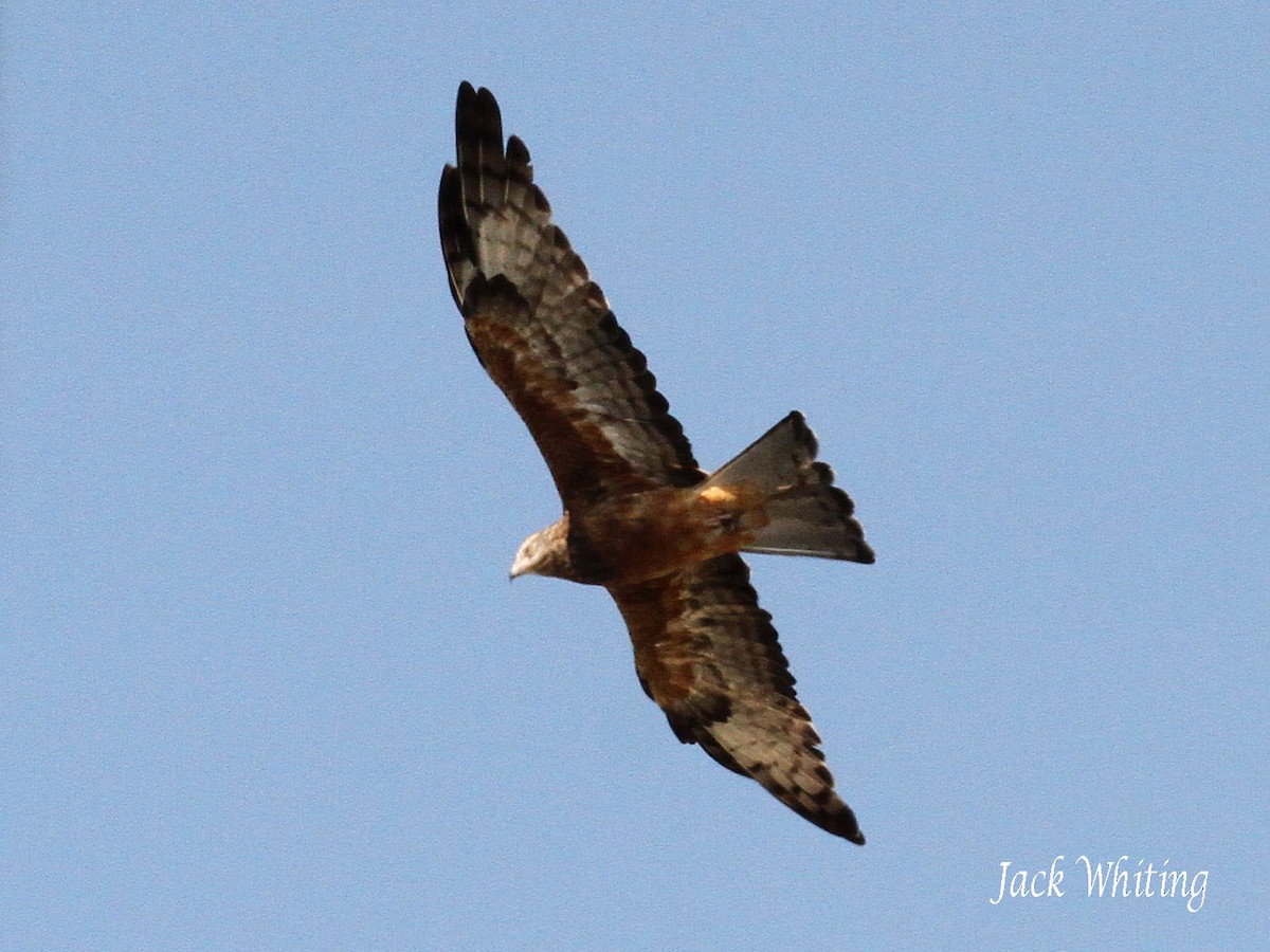 Square-tailed Kite - Jack Whiting