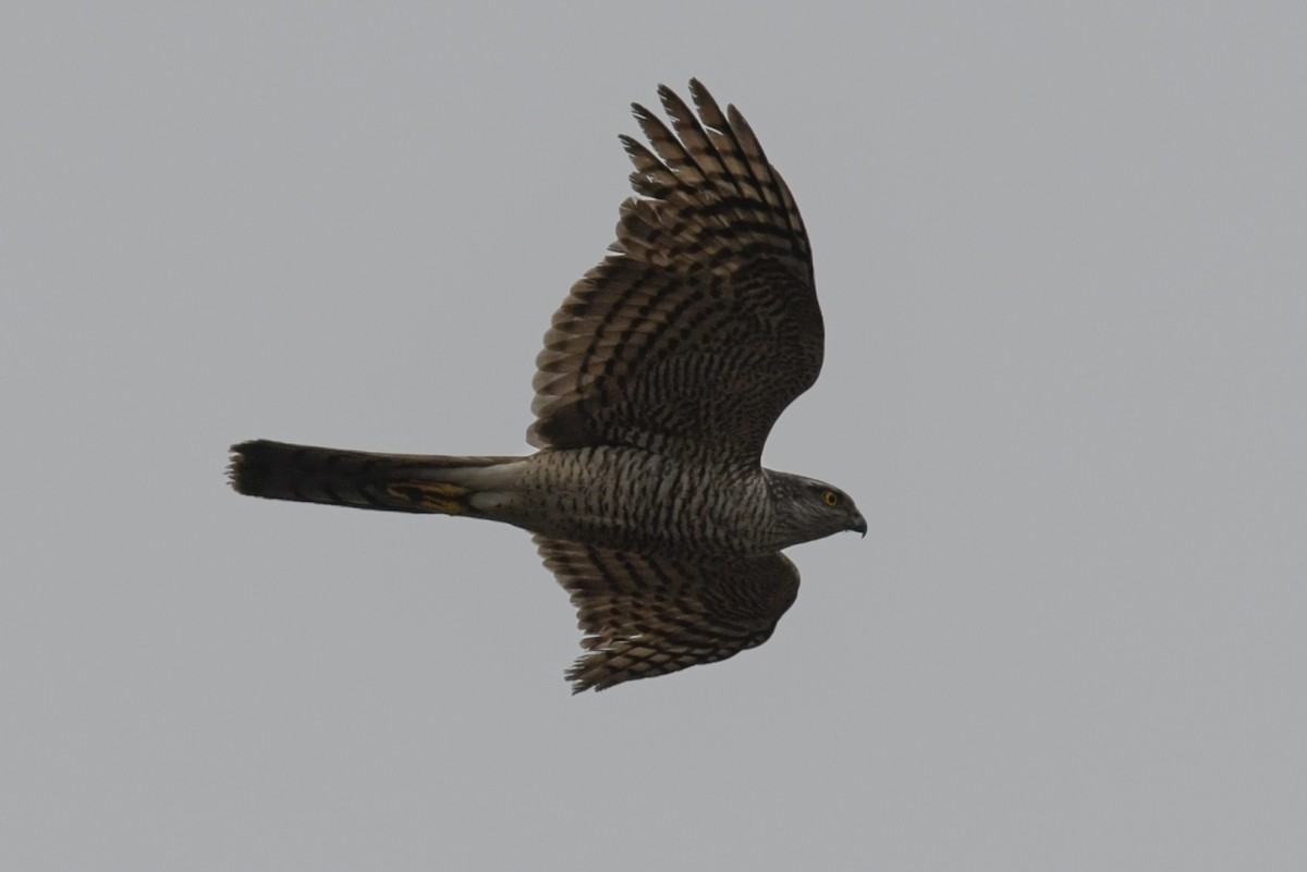 Eurasian Sparrowhawk - Henrik Thorlund
