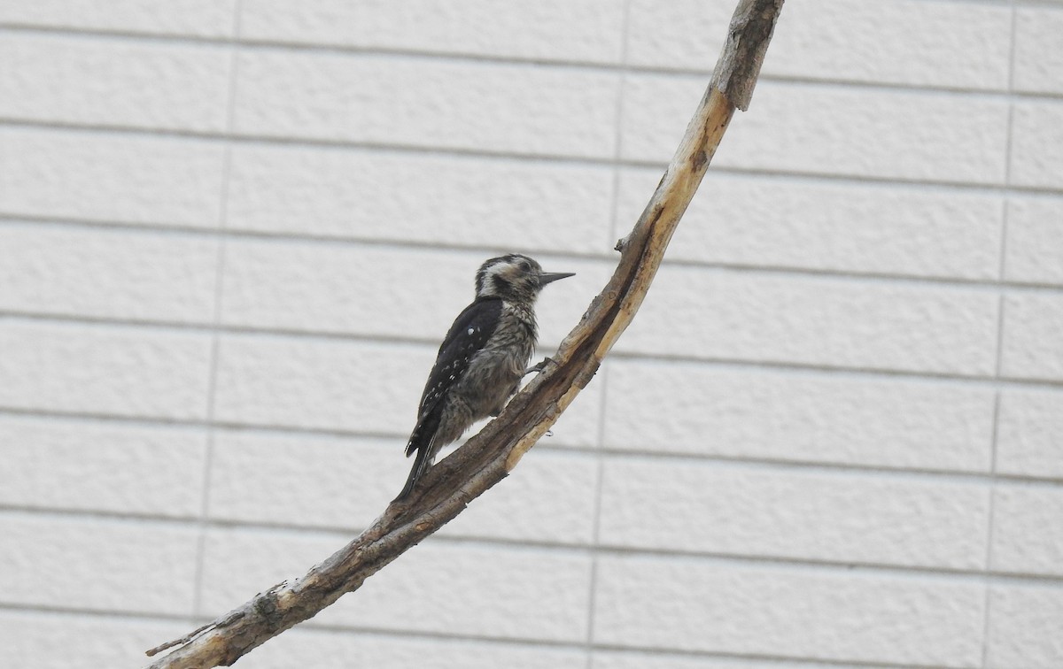Gray-capped Pygmy Woodpecker - ML149988131