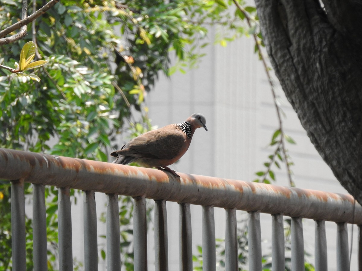 Spotted Dove (Eastern) - ML149988511