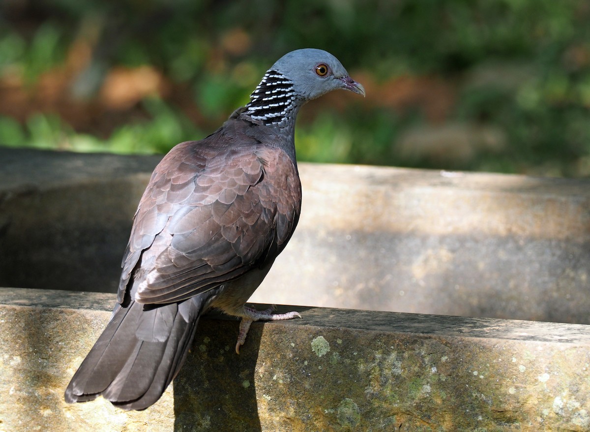 Nilgiri Wood-Pigeon - ML149988531