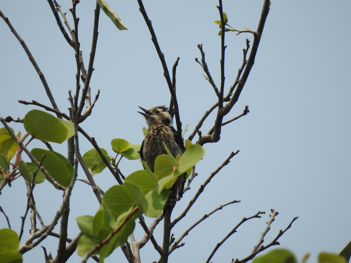 Gray-capped Pygmy Woodpecker - ML149988551