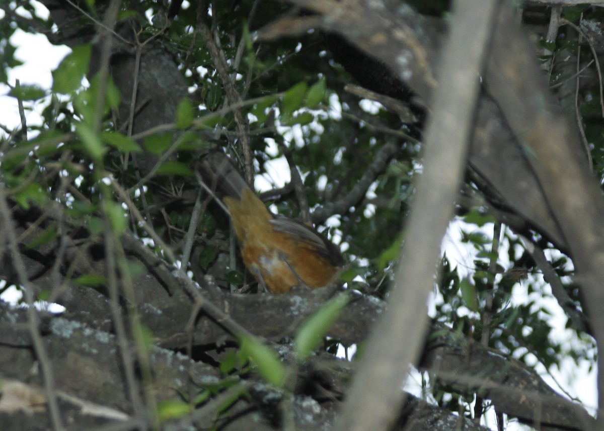 Rufous-bellied Thrush - Miguel Avalos