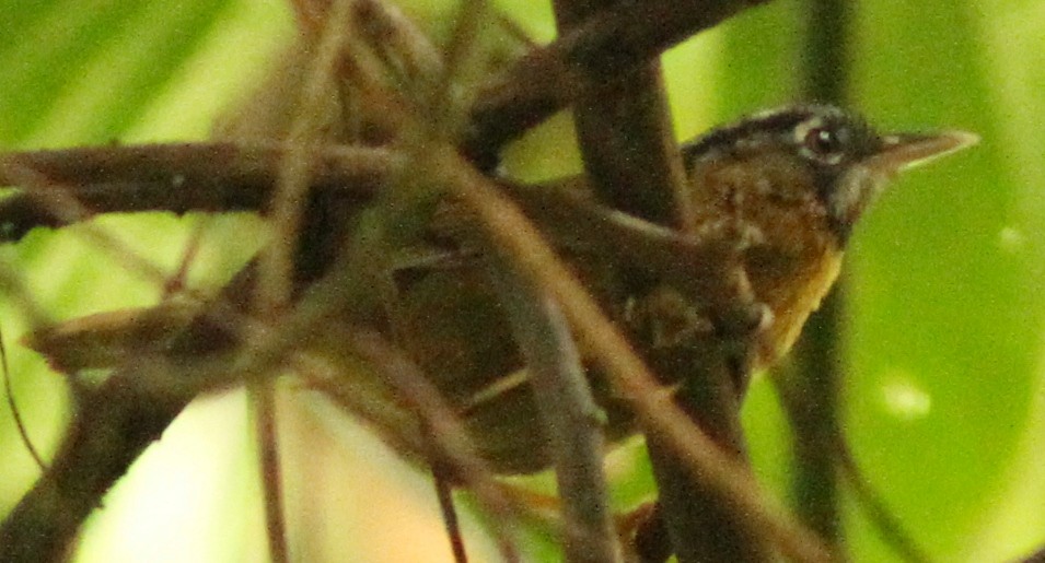 Gray-throated Babbler - Vikas Madhav Nagarajan