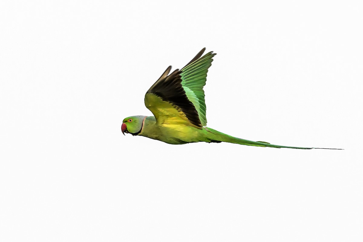 Rose-ringed Parakeet - Nitin Chandra