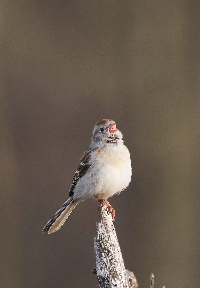 Field Sparrow - ML149998461