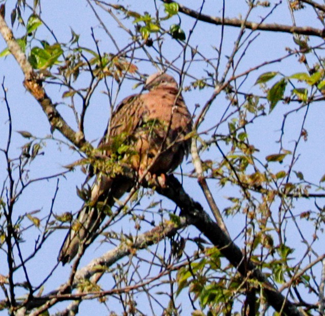 Spotted Dove (Eastern) - Susan Mac