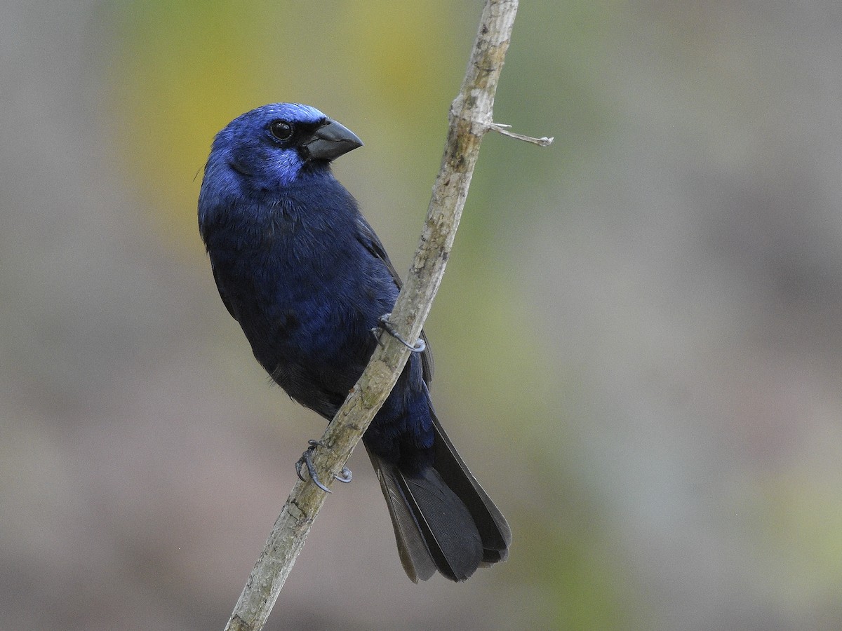 Blue Bunting (Middle America) - ML150000351