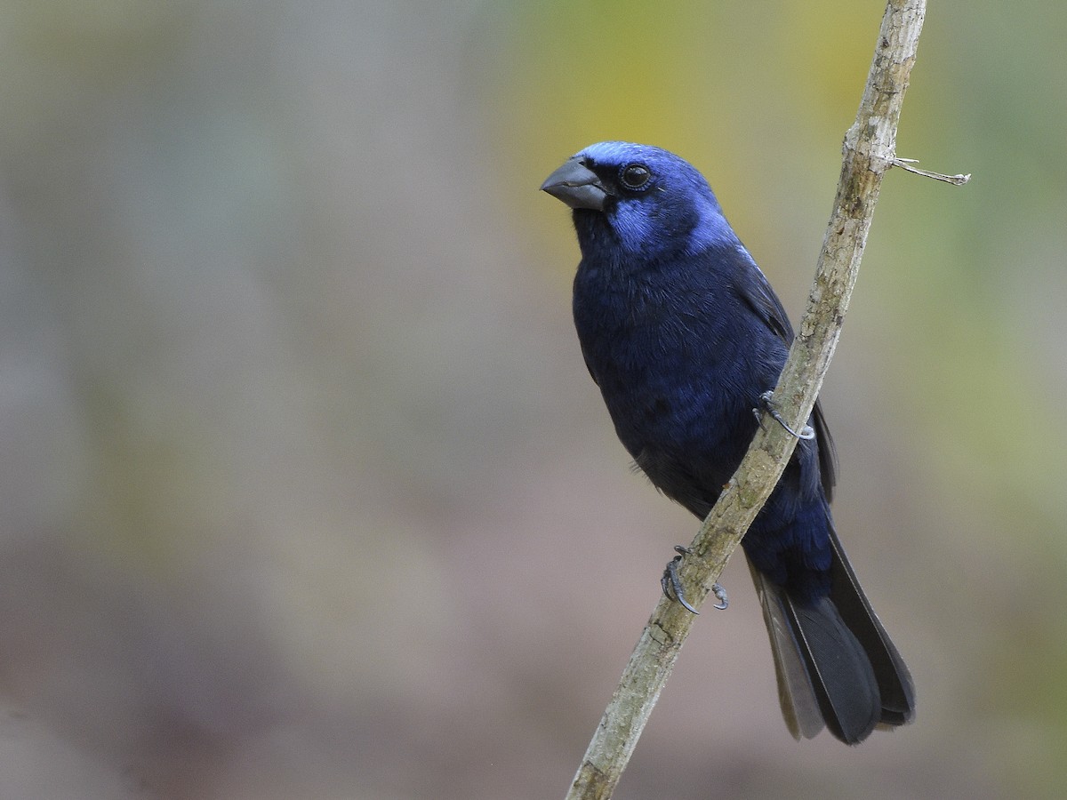 Blue Bunting (Middle America) - ML150000411