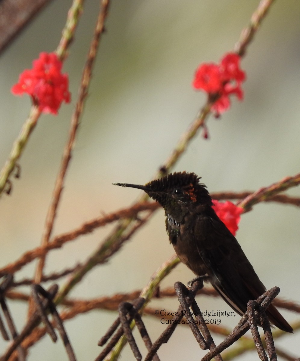 Ruby-topaz Hummingbird - Cisca  Rusch
