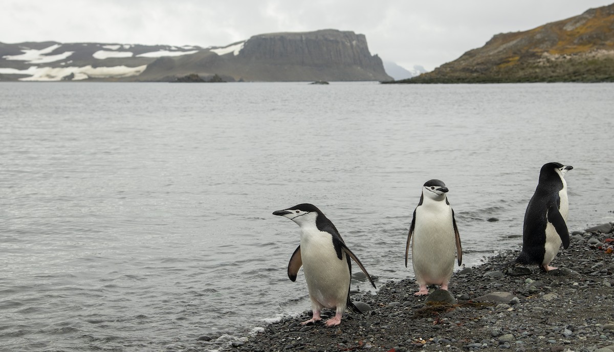 Пінгвін антарктичний - ML150002541