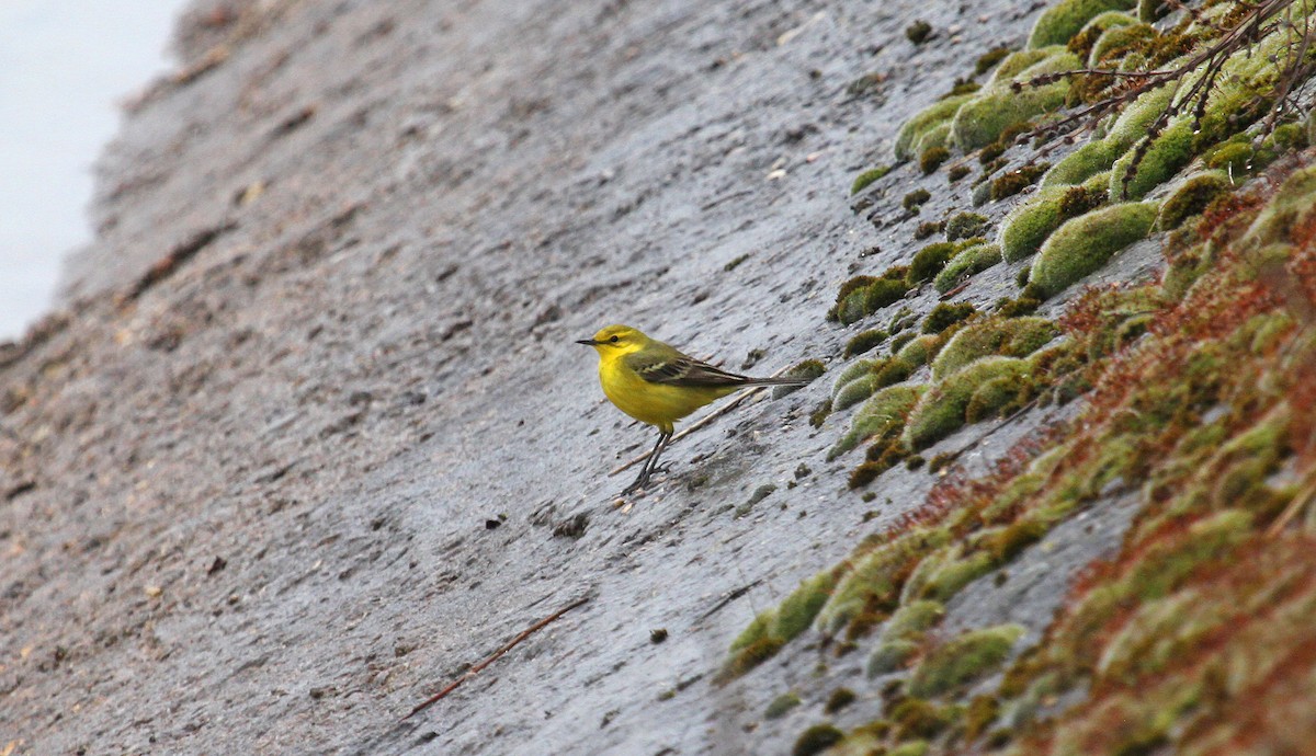Western Yellow Wagtail - Paul Lewis