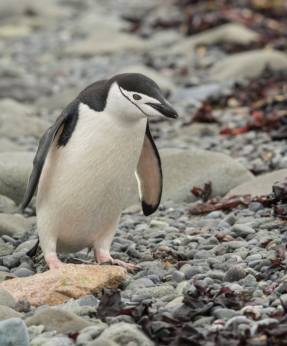 Chinstrap Penguin - Ian Routley