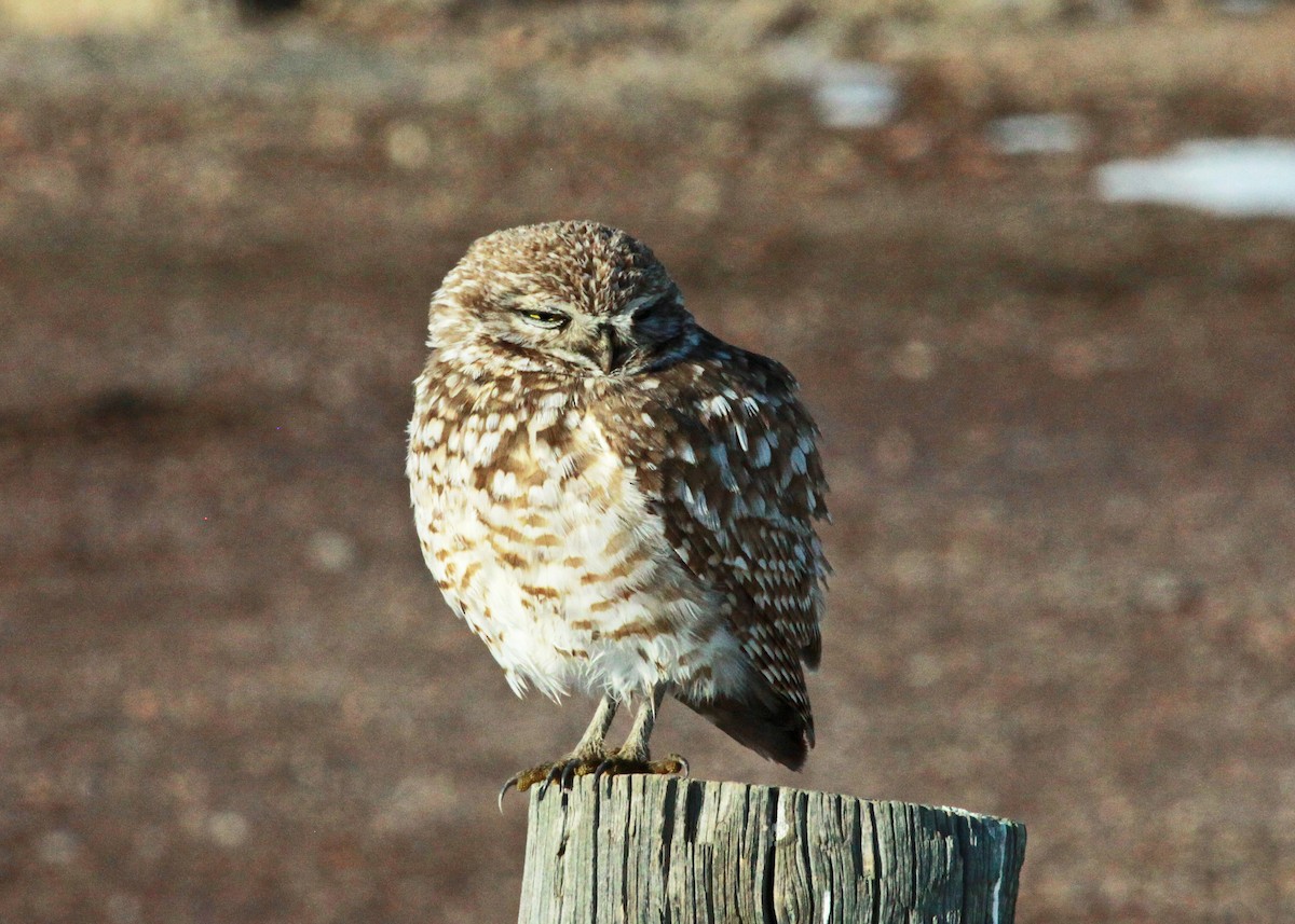 Burrowing Owl - Phil Lyon