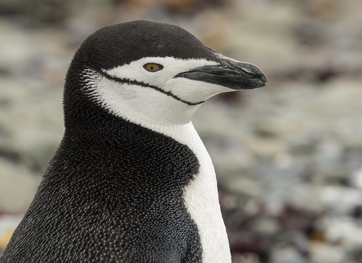 Chinstrap Penguin - Ian Routley
