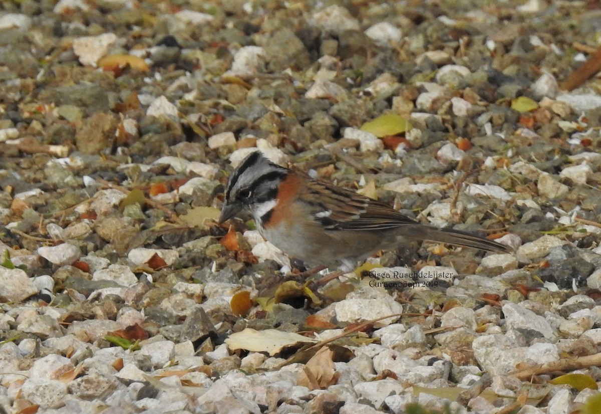 Rufous-collared Sparrow - ML150004011